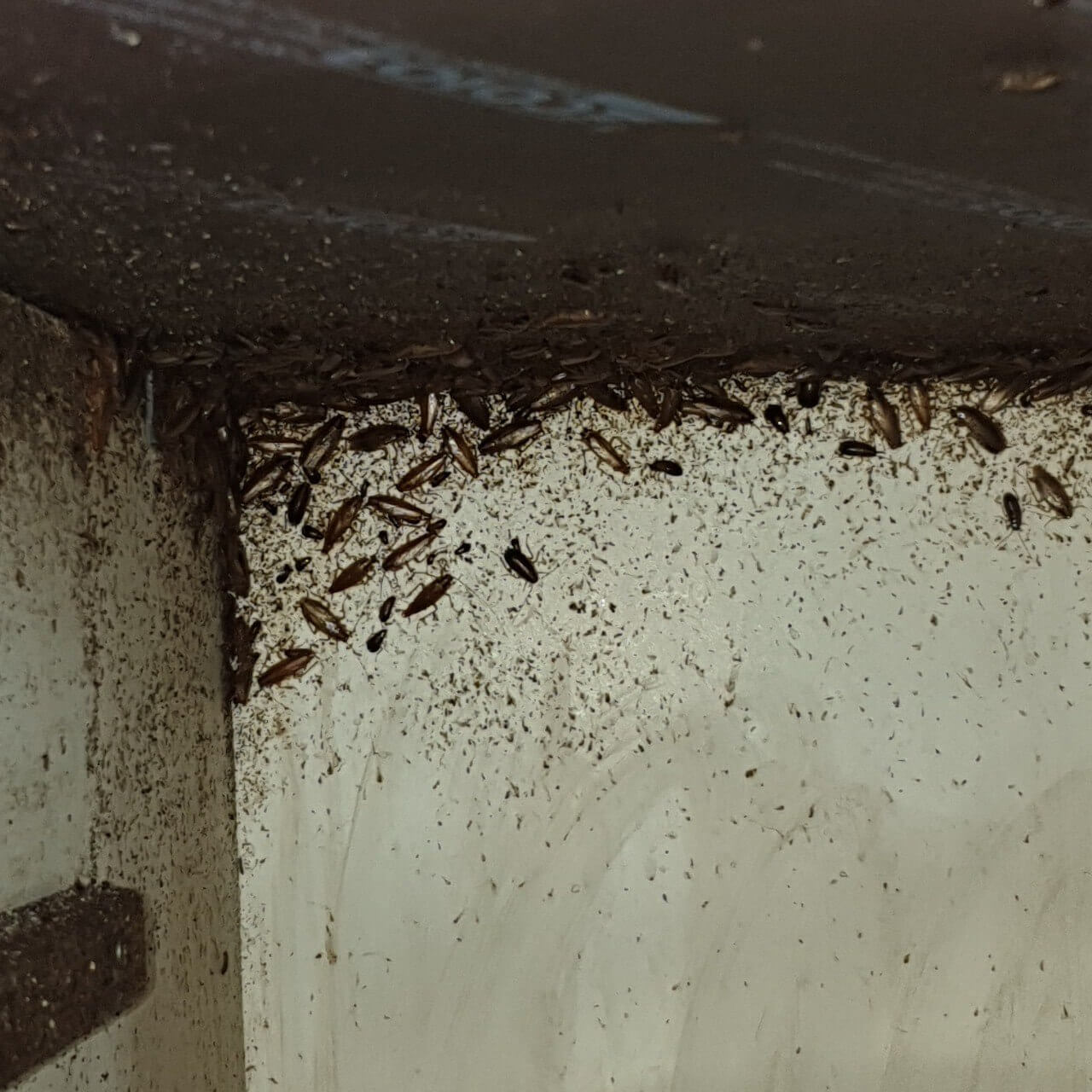 Уничтожение тараканов при сильном заражение в частном доме